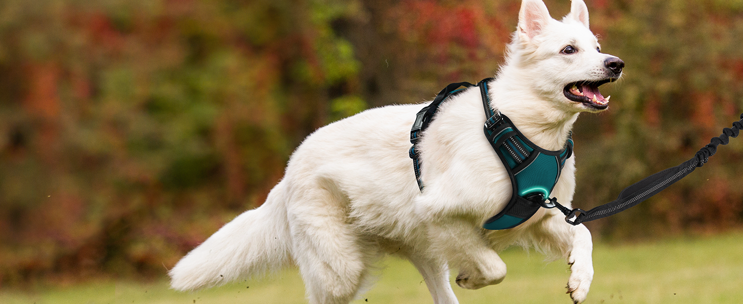 Нашийник для собак Rabbitgoo середнього розміру, анти-тяга, регульований, для великих собак, дихаючий, з світловідбиваючими смугами, безпечний, темно-зелений M (1 шт.)