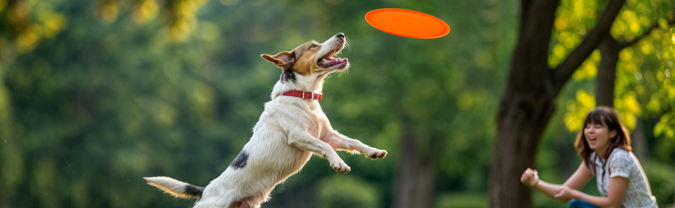 Набір для аджиліті для собак: тунель, аксесуари, конуси, фрісбі, кидки та переносна сумка (200 см)