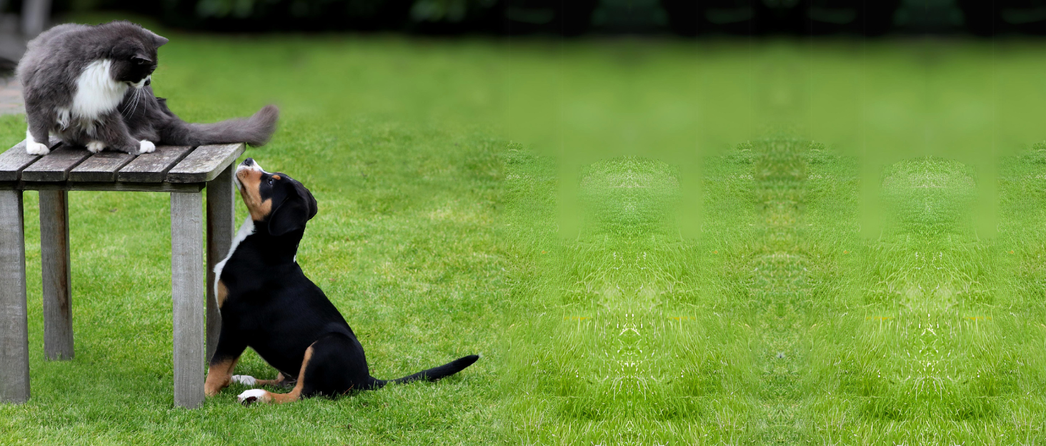 Набір мисок для котів MilaCasa Katzennapf - 2 шт. підняті миски для котів, подвійний набір мисок для їжі та води для котів (Макассар)