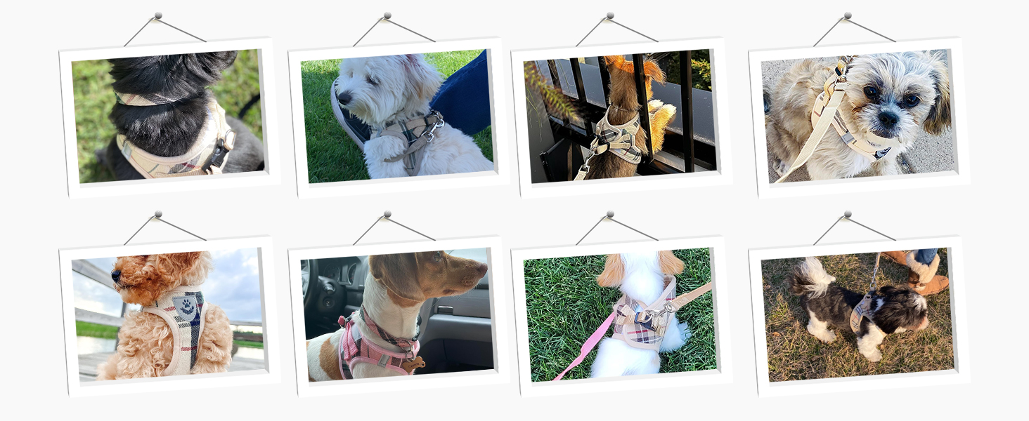 Шлейка та поводок для собак Expawlorer – класичний вибір для середніх собак, не тягнуть, регульовані, надійні для прогулянок, хакі (розмір M, обхват шиї 30-40 см, обхват грудей 40.6-45.7 см)