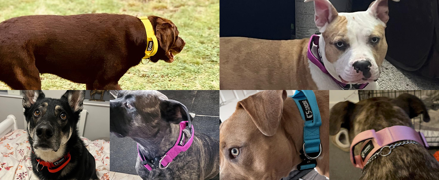 TSPRO Преміум нашийник для собак з ручкою, тактичний, товстий, регульований, для середніх та великих собак (Помаранчевий L), розмір ручки L, регулювання 44.5-62.2 см