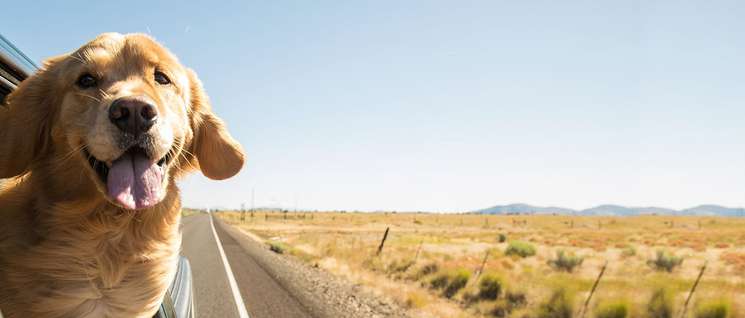 Килимок для собак у машину Neccis з знімною жорсткою основою, 136 x 61 см. Максимальне навантаження 150 кг, водонепроникний та стійкий до подряпин. Підходить для 95% легкових автомобілів, позашляховиків та вантажівок. Чорний+Помаранчевий.