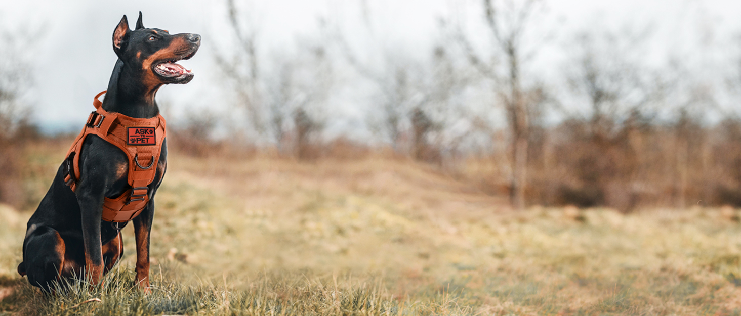 Шлейка для собак Rabbitgoo великих порід, без натягу, тактична з MOLLE, металеві пряжки, дихаюча, військова, регульована, з підкладкою, сіра, L (1 шт.)