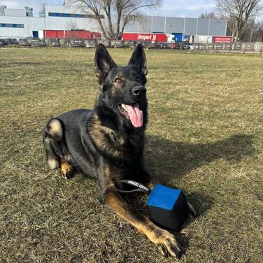 Іграшка для собак Dingo Gear у формі кубика, 10x10 см, з ручкою, з нейлкоту, чорна/синя – для тренувань та ігор