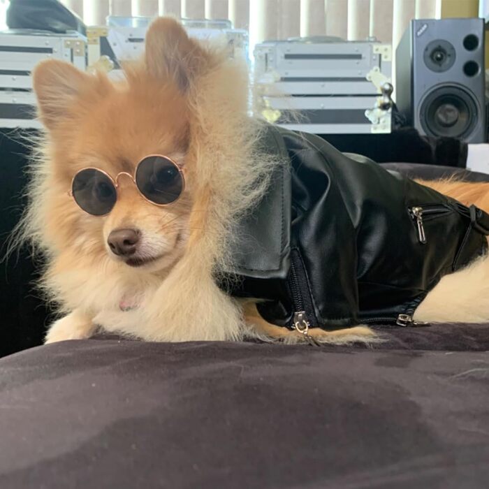 Шкіряна куртка Cool Dog, костюм на Хеллоуїн (розмір M)