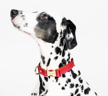 Нашийник для собак Kate Spade NY, золота пряжка, 39-61 см