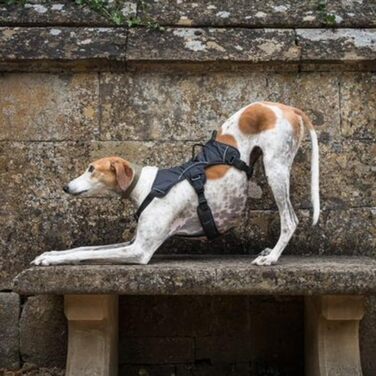 Упряж для втечі хорта Snootiful Hound, М
