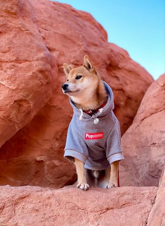 Худі ChoChoCho Pup стильний одяг для домашніх тварин сірого кольору