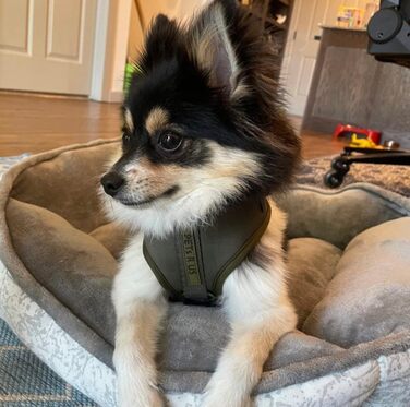 Шлея для собак PETs R US, нейлонова, дизайн під зміїну шкіру, колір хакі, розмір S, регульована, дихаюча, легка, не тягне, для малих, середніх і великих порід