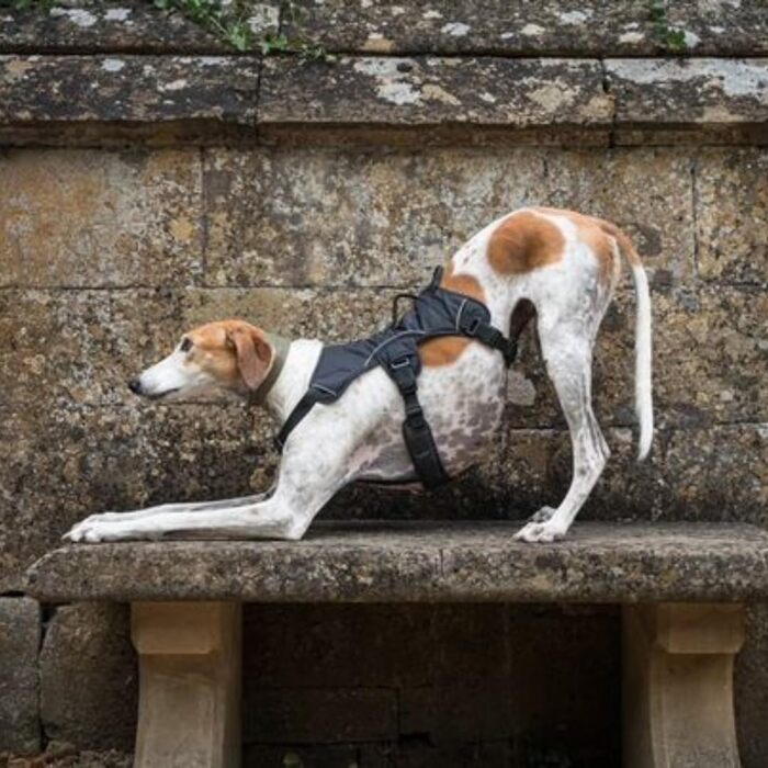 Упряж для втечі хорта Snootiful Hound, М