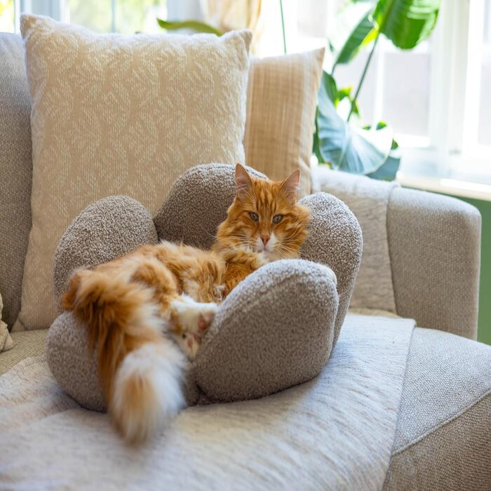 Пелюстки Котяча лежанка, що миється, кругла