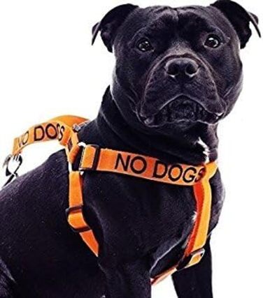 Шлея для собак 'KEINE HUNDE' L-XL, помаранчева, анти-тяга, попереджувальна, не для спілкування з іншими собаками