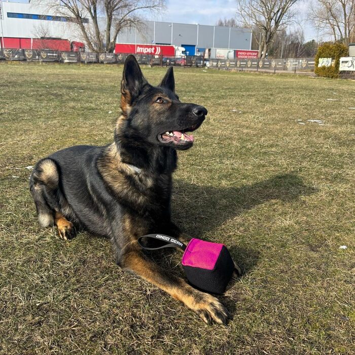 Іграшка для собак Dingo Gear, кусальна подушка з нейлкоту з ручкою, 10x10 см, куб, чорна/рожева, для тренування і гри