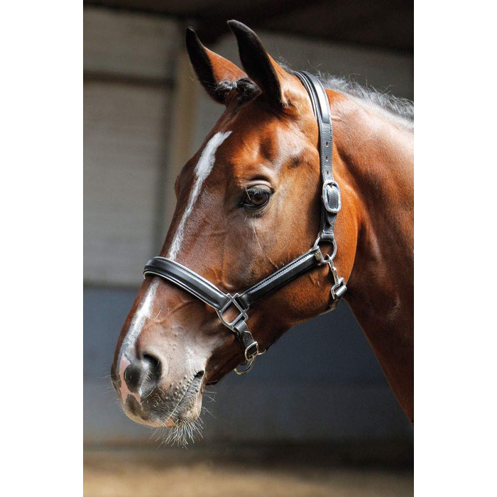 Шкіряний недоуздок Harry's Horse, чорний з окантовкою, срібна фурнітура, розмір Full