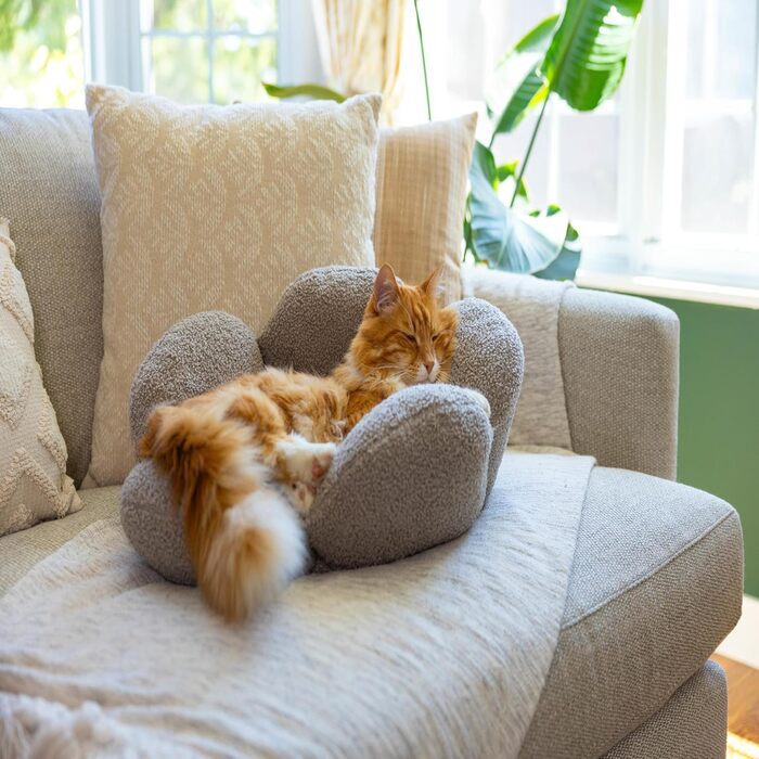 Пелюстки Котяча лежанка, що миється, кругла