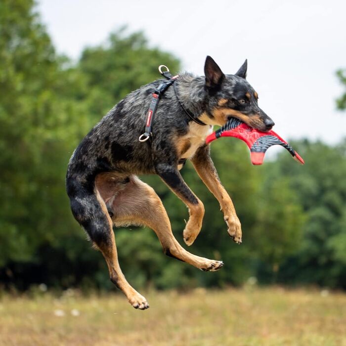 Шлейка для собак EzyDog Crosscheck проти витягування (M, чорна)
