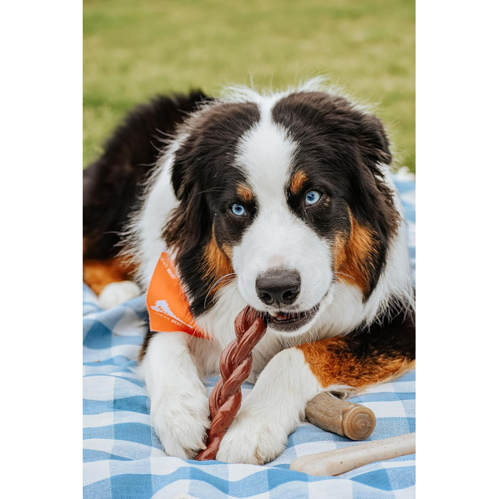 Nylabone Power Chew плетена жувальна іграшка для собак, альтернатива бичачому жилу з нейлону, для агресивних гризунів, зі смаком яловичини, велика/дуже велика порода