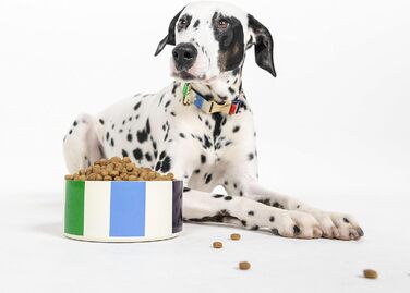 Нашийник для собак Kate Spade NY, золота пряжка, 39-61 см, регульований