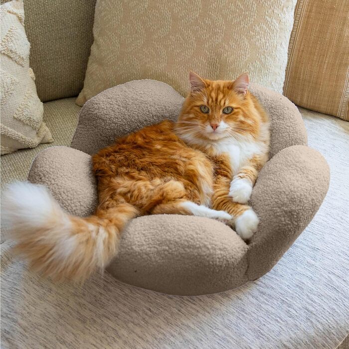 Пелюстки Котяча лежанка, що миється, кругла