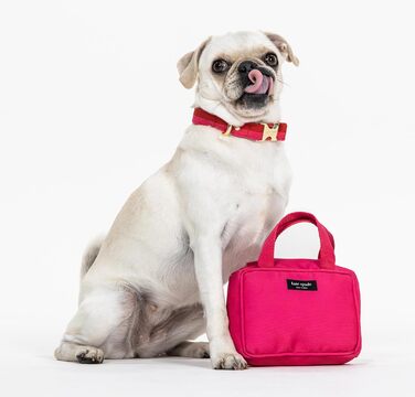 Нашийник для собак Kate Spade NY, золота пряжка, 39-61 см