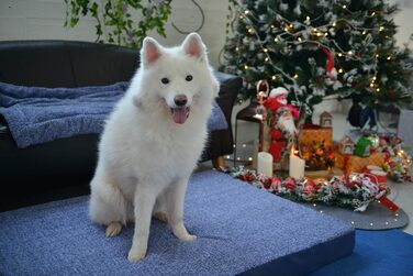 Ліжко для собак і котів ортопедичне, знімне плюшеве покриття, нековзке, пране, синє меланж 80x60x7 см + подушка 30x25 см