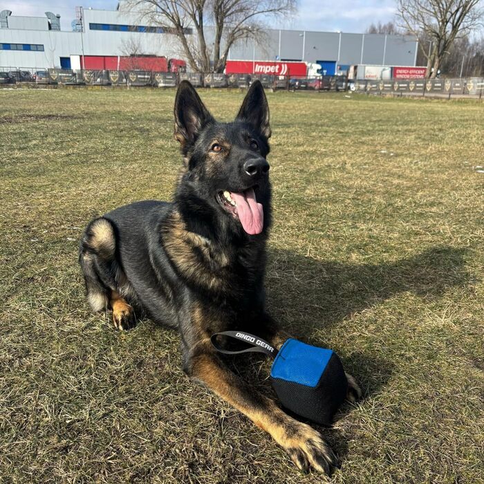 Іграшка для собак Dingo Gear у формі кубика, 10x10 см, з ручкою, з нейлкоту, чорна/синя – для тренувань та ігор