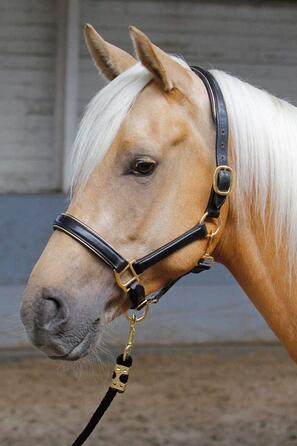 Шкіряний недоуздок Harry's Horse, чорний з окантовкою, срібна фурнітура, розмір Full