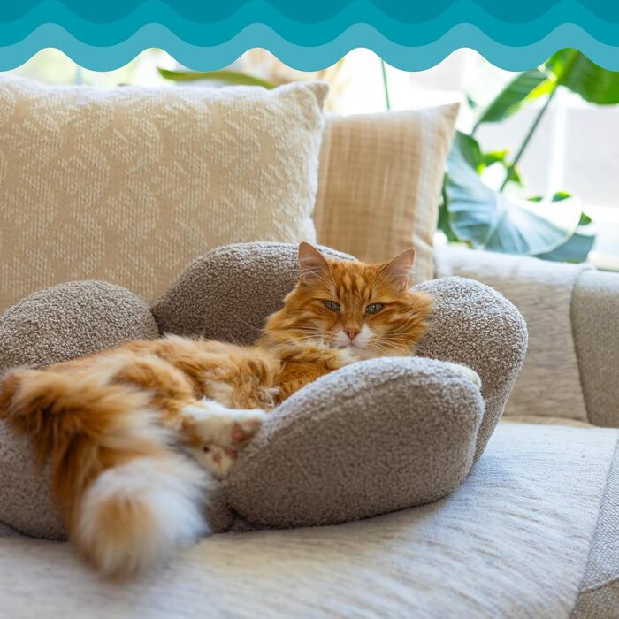Пелюстки Котяча лежанка, що миється, кругла