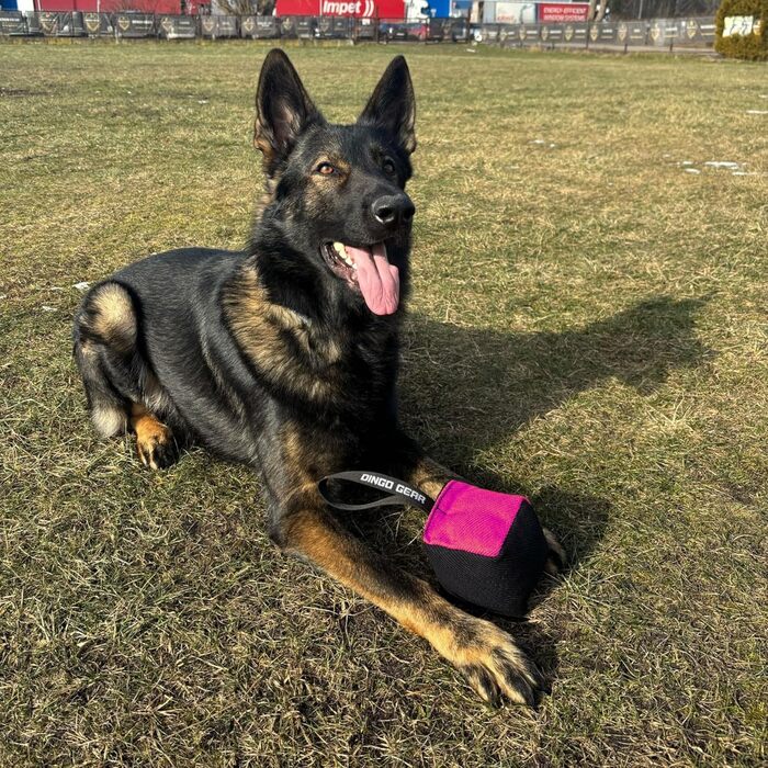Іграшка для собак Dingo Gear, кусальна подушка з нейлкоту з ручкою, 10x10 см, куб, чорна/рожева, для тренування і гри