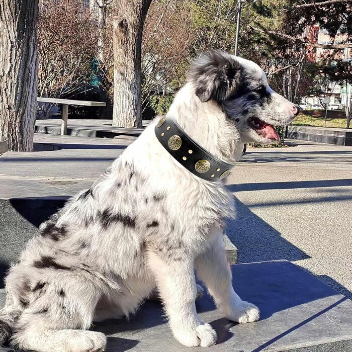 Шкіряний нашийник для собак Comfluxe, м'який, регульований