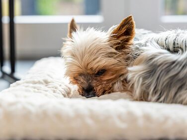 Двостороння ковдра TrendPet Heaven 4 см для собак і кішок