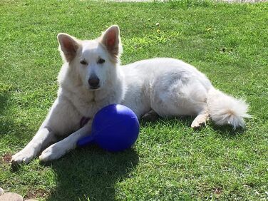 М'яч для собак Jolly Pet Soccer, 20,2 см, синій, рожевий