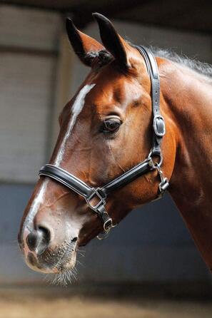 Шкіряний недоуздок Harry's Horse, чорний з окантовкою, срібна фурнітура, розмір Full