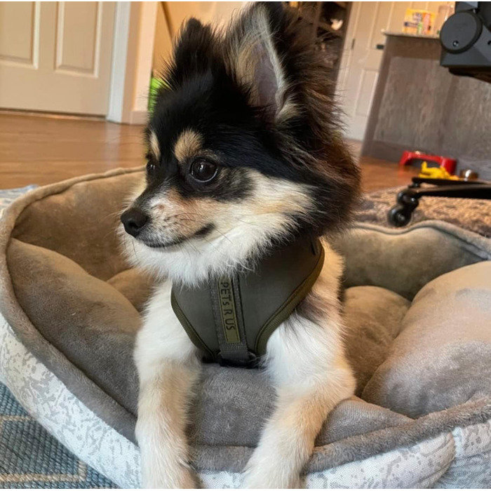 Шлея для собак PETs R US, нейлонова, дизайн під зміїну шкіру, колір хакі, розмір S, регульована, дихаюча, легка, не тягне, для малих, середніх і великих порід