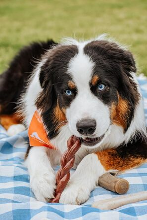 Nylabone Power Chew плетена жувальна іграшка для собак, альтернатива бичачому жилу з нейлону, для агресивних гризунів, зі смаком яловичини, велика/дуже велика порода