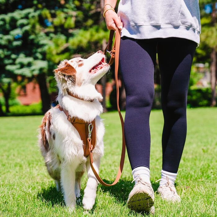 Шлейка для собак Easy Walk BearBone, що запобігає витягуванню, зелена